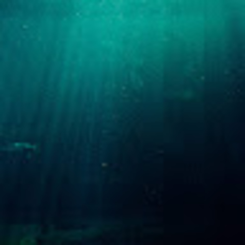 Meet your Posher, Ellie